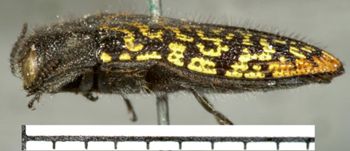 Media type: image;   Entomology 2726 Aspect: habitus lateral view